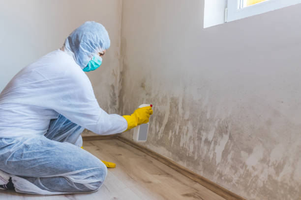 Licensed Basement Mold Remediation service in Mount Union, PA - WQB Mold Removal