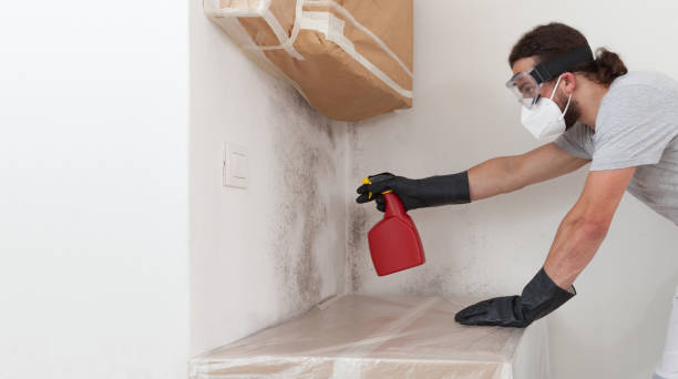 Professional Basement Mold Remediation technician working in Mount Union, PA