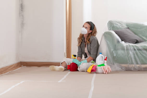 Reliable Basement Mold Remediation contractor in Mount Union, PA by WQB Mold Removal