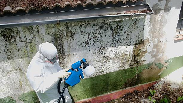 Top rated local Basement Mold Remediation specialists in Mount Union, PA